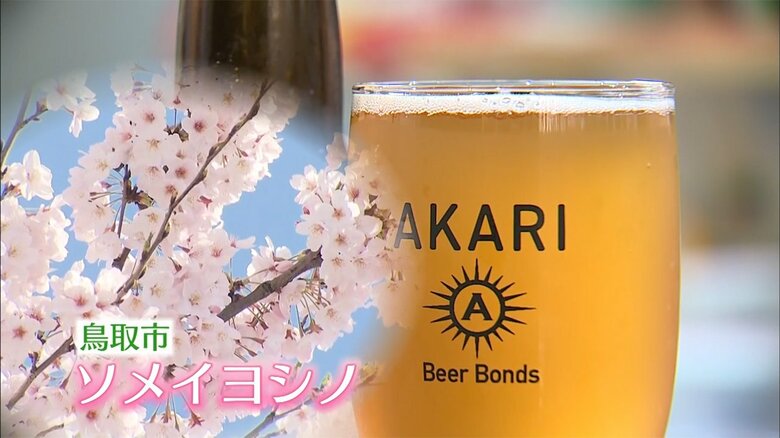 鳥取市で咲くソメイヨシノから抽出した酵母でビールをつくる