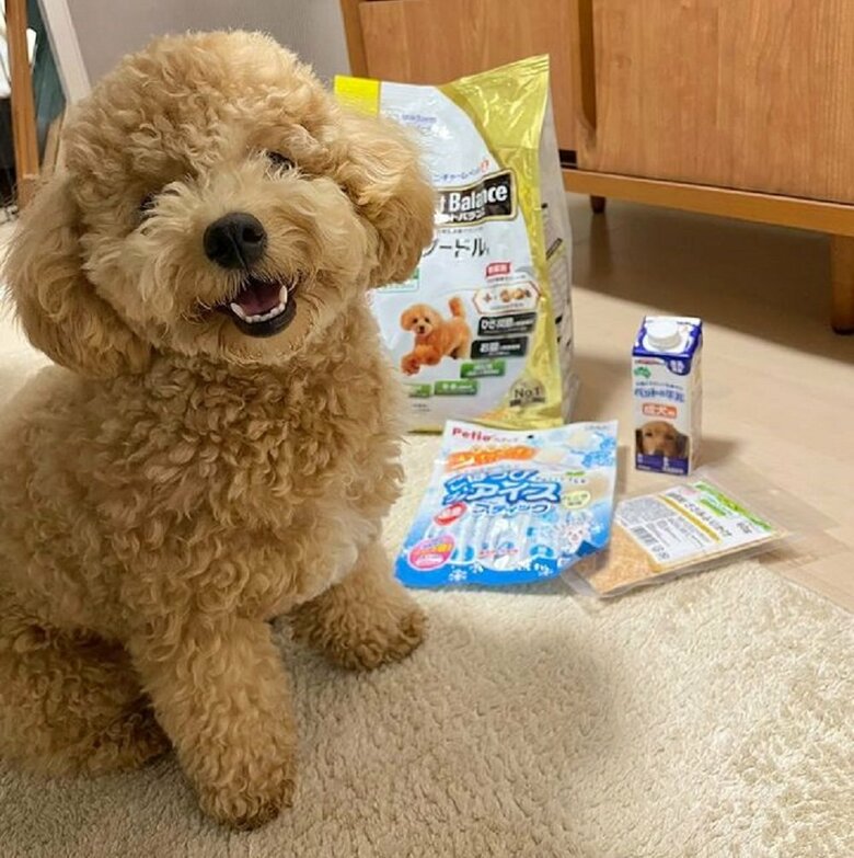飼い主さんは試行錯誤中
