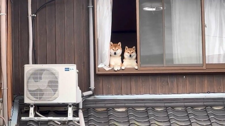 提供：@Shibamugi28