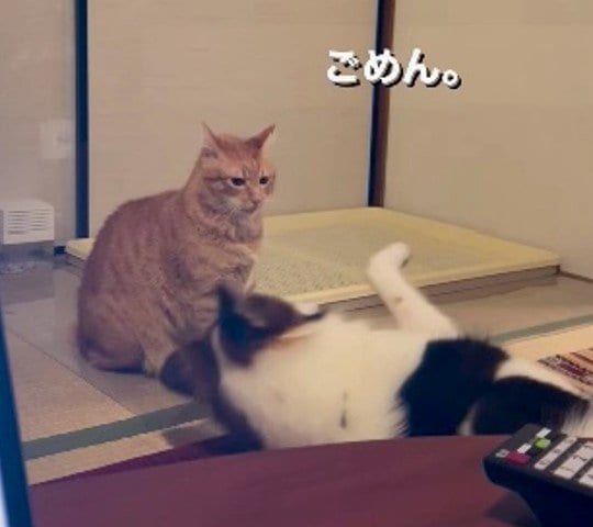 提供：naomiさん