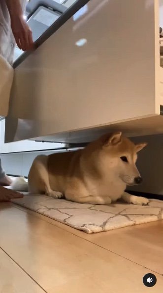 提供：柴犬Mamesuke・Korosuke大阪さん