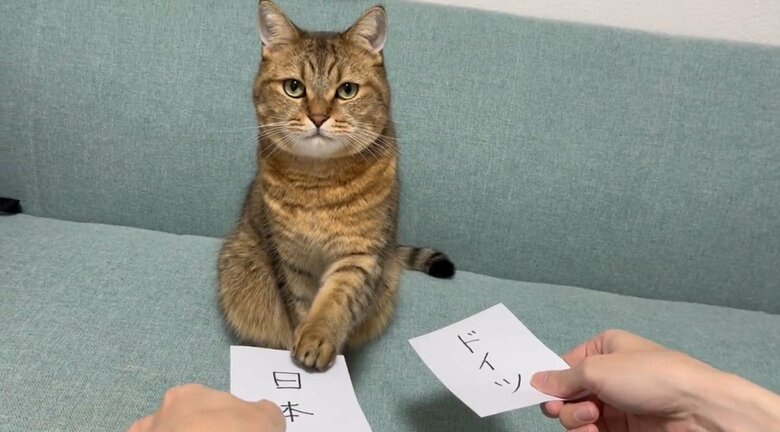 ドイツ戦で日本の勝利を“予言”（提供：みにら日記-MiniraDiary-さん）