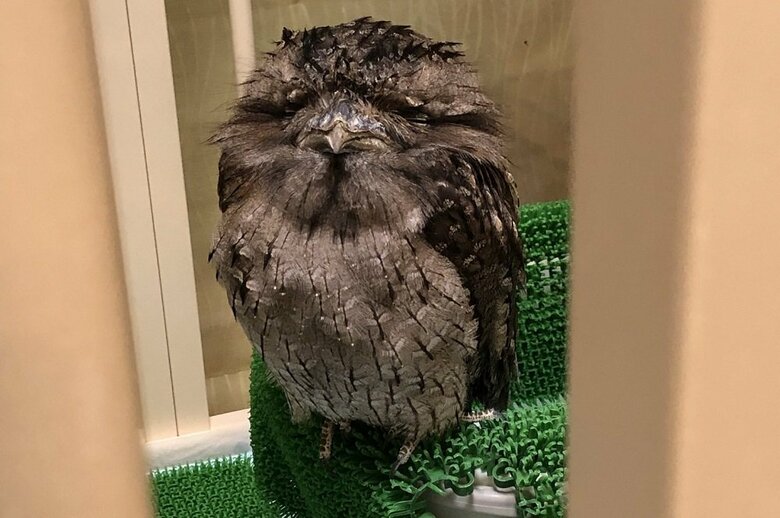 放鳥待ちでおじいちゃんのようになっている