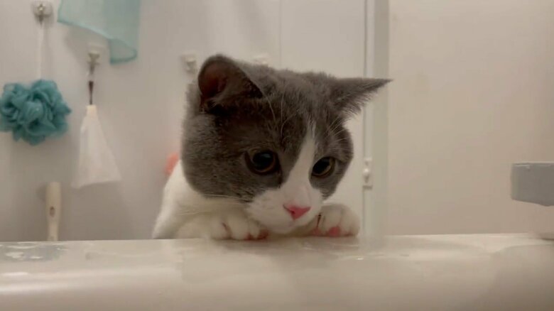 お風呂をのぞき見するまるくん（提供：コテツとまるさん）