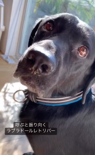 “お兄ちゃん”のレオンくん