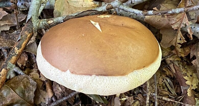 アップにすると、白いカサの裏部分にアミアミの模様が確認できる