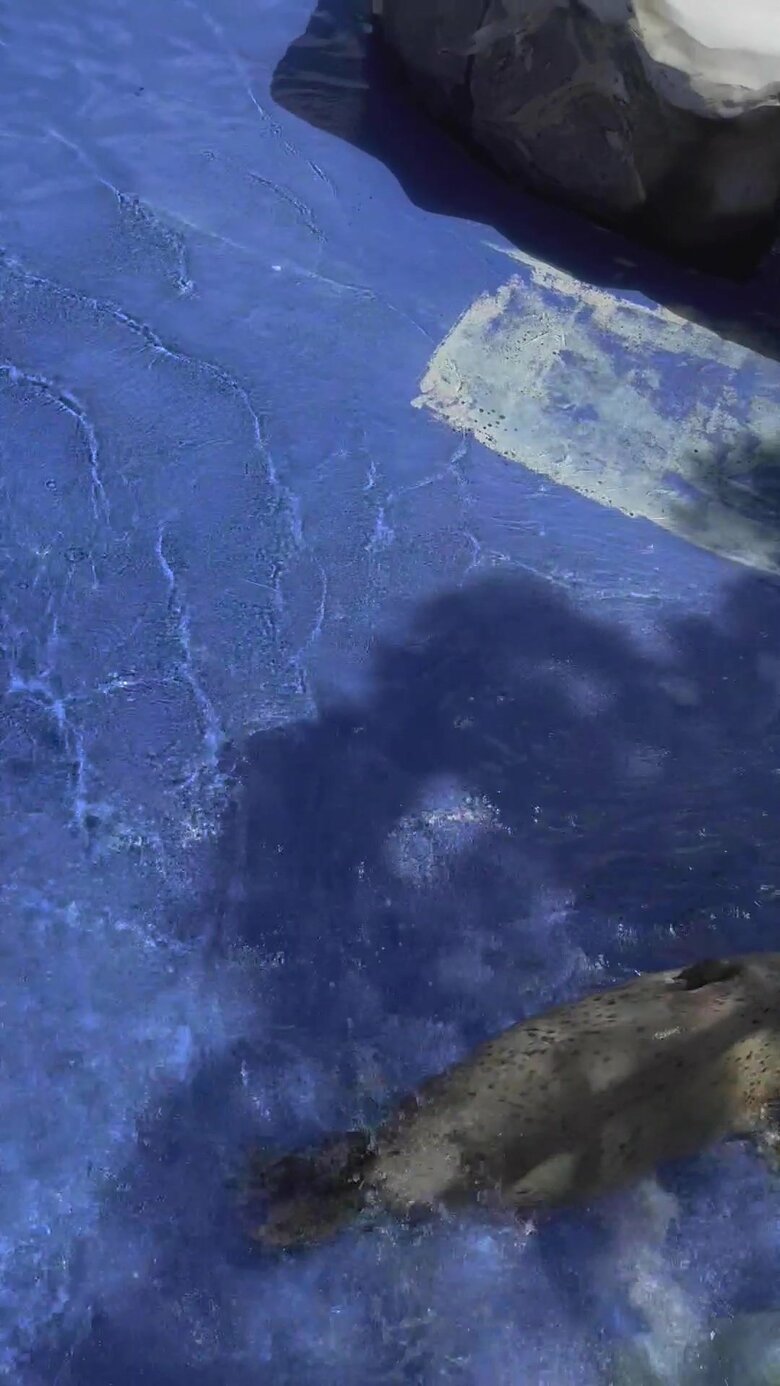 水換えの時のゴマすけくん（提供：名古屋市東山動植物園）