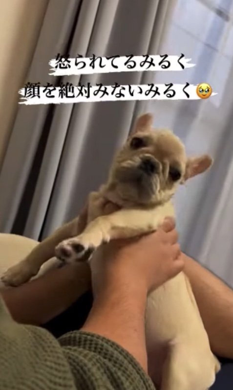 提供：みるくちゃん