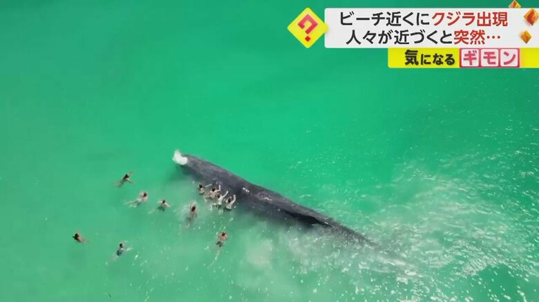 近づいてきた人たちが体にタッチした瞬間、潮ふき上げるクジラ③
