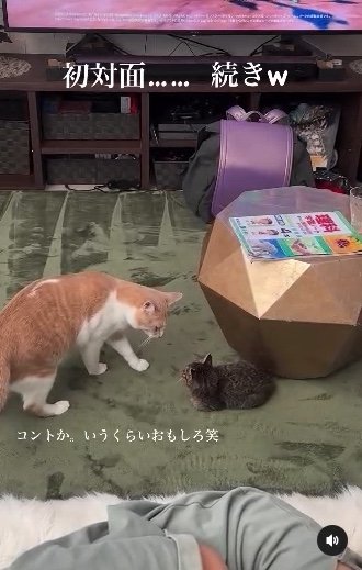 提供：たーにゃ。さん