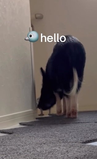 階段でお迎え待機中