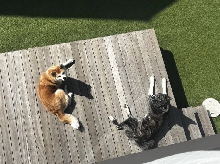 提供：秋田犬 杏(あん)と蓮(れん)さん