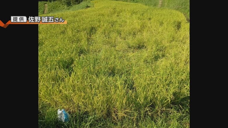 野生動物による被害