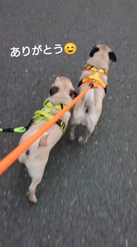 提供：たまごandおもちさん