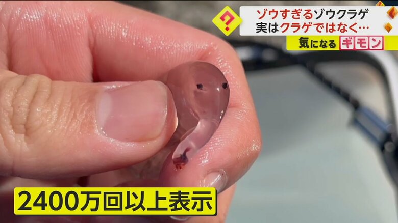 SNSで2400万回以上表示され話題になった「ゾウクラゲ」の動画