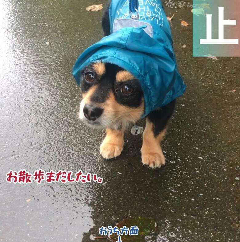 雨の日でもお散歩に行くのが好き