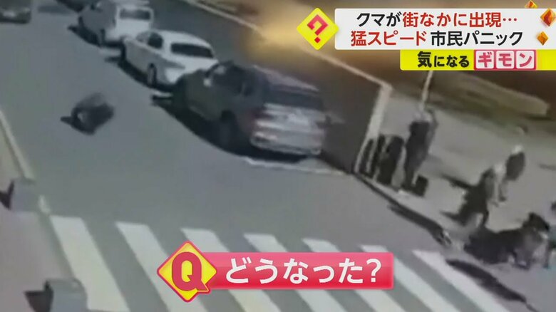 クマの出現により非常事態が宣言された