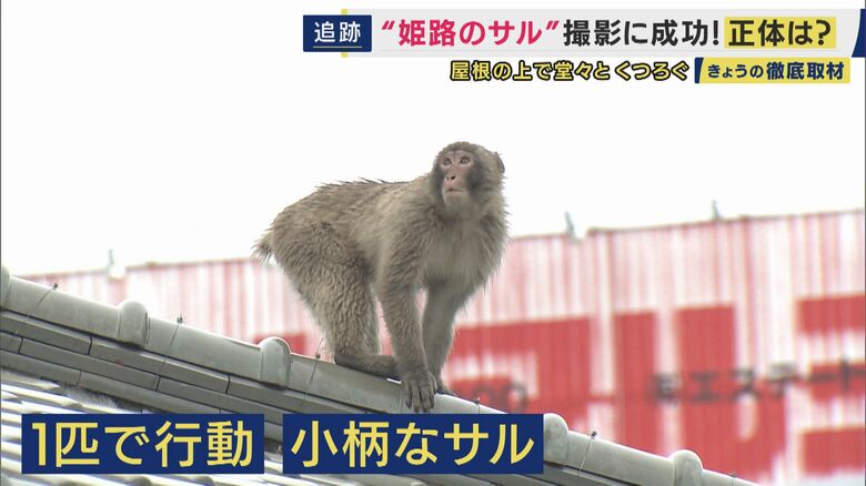 サル