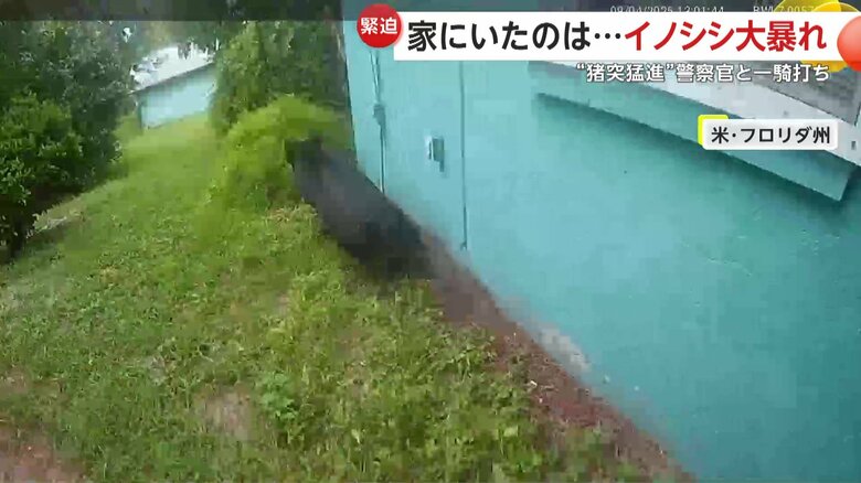 “猪突猛進”と言わんばかりに執拗に警察官に突っ込んでいたイノシシ