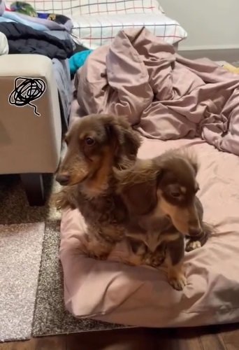 おしりでリアくんをグイグイ押しちゃうルクちゃん