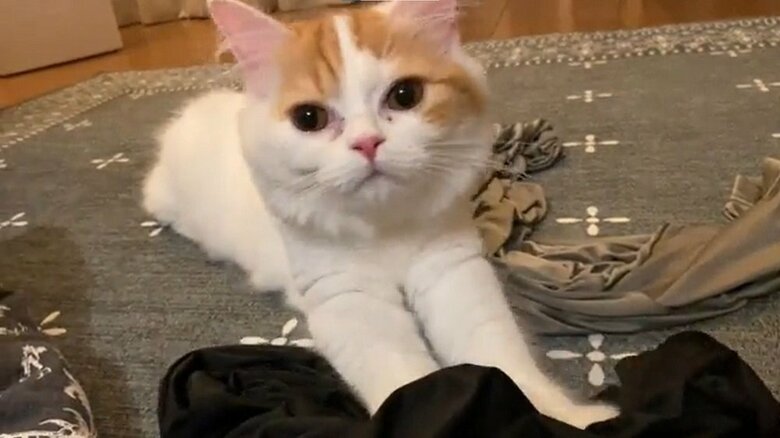 カメラ目線でモフモフするさらんちゃん