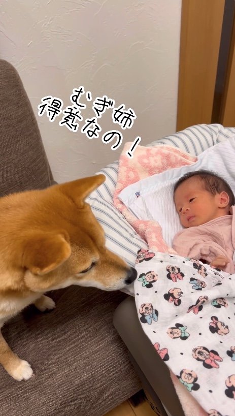 提供：柴犬 むぎさん