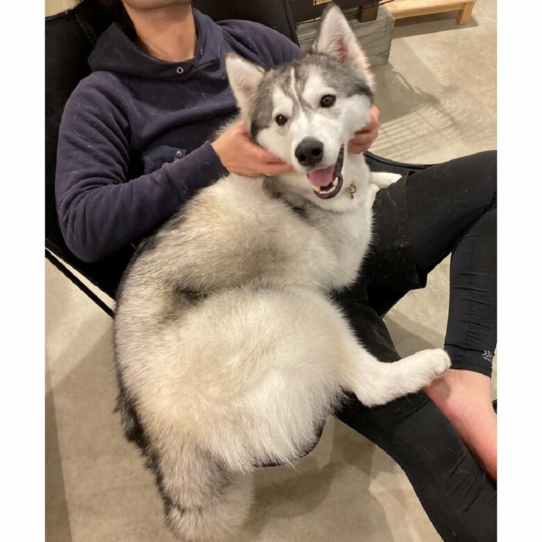 大きな猫のようにマイペースだという