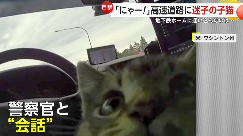警察官は子ネコをパトカーに乗せて動物病院へ