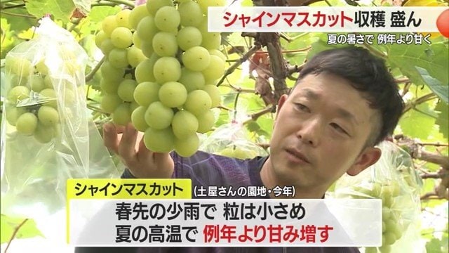 シャインマスカットは香りが上品で、華やかなマスカットらしい香りがある