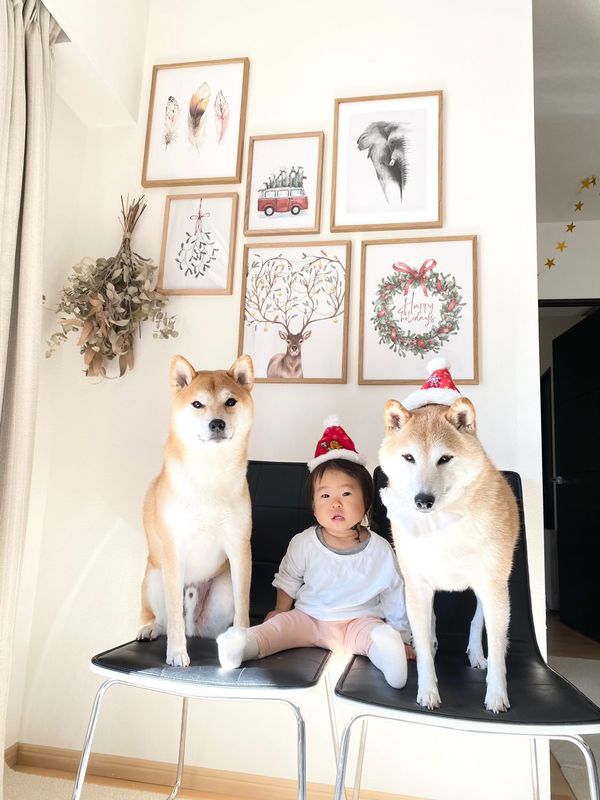 左：コロ介くん　右：豆介くん（提供：柴犬Mamesuke・Korosuke大阪さん）