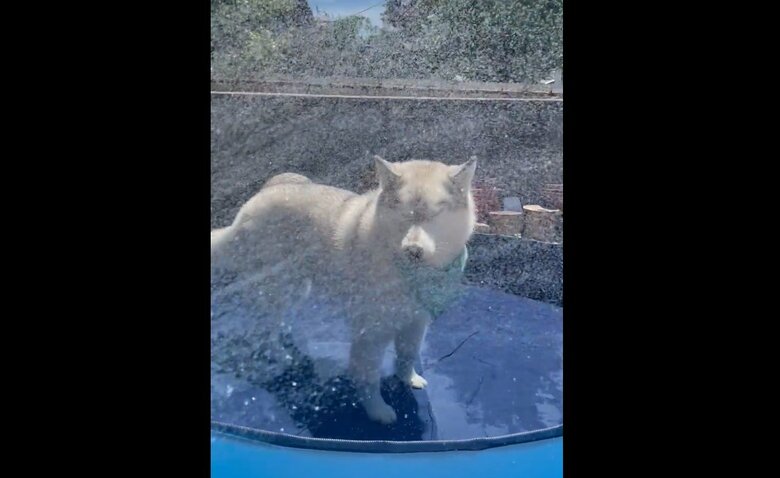 シャワーを浴びたユキちゃん