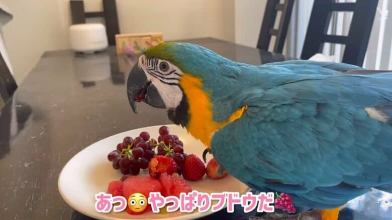 お誕生日にフルーツをもらうくーちゃん