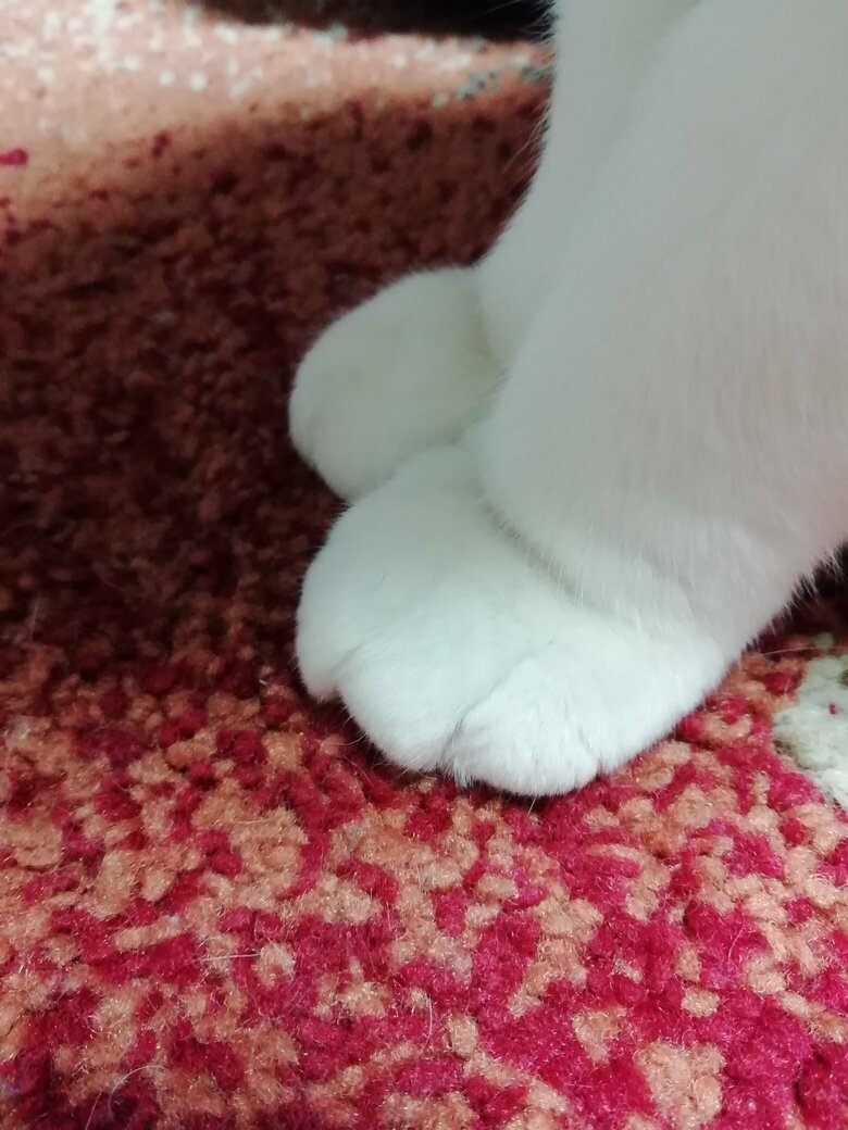 おてて
