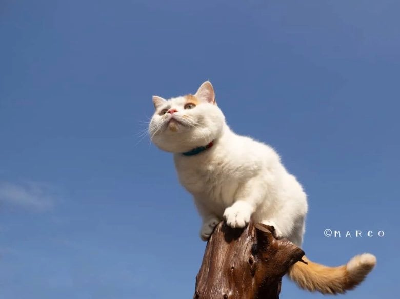 提供：MARCOさん