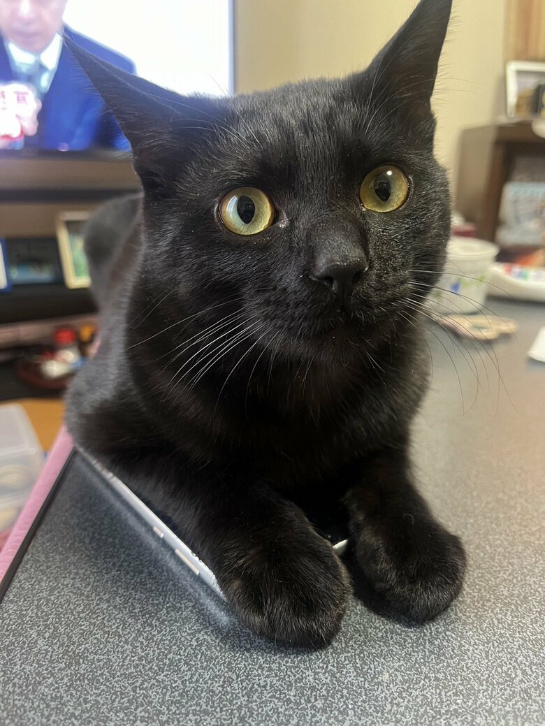 提供：サラミさん