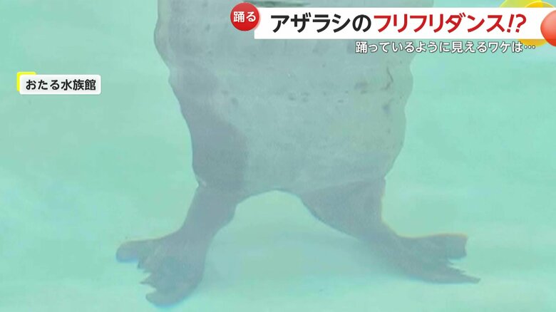 地面に脚をつけ、まるで立っているような姿を見せていたせいこちゃん