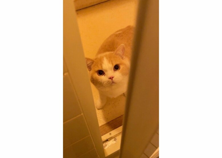 てんぷら（提供：みかんとじろうさんちさん）