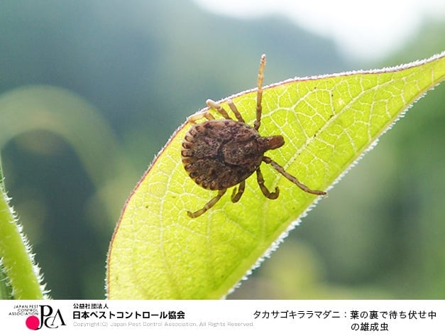 葉の裏で待ち伏せ中のタカサゴキララマダニの雄成虫（画像提供：日本ペストコントロール協会）