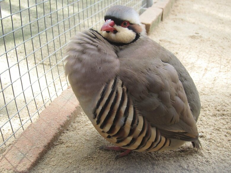 胸元がふわっと（提供：松江フォーゲルパーク）