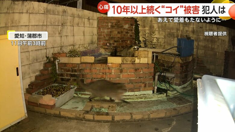アライグマがコイを咥えて去っていく一部始終④