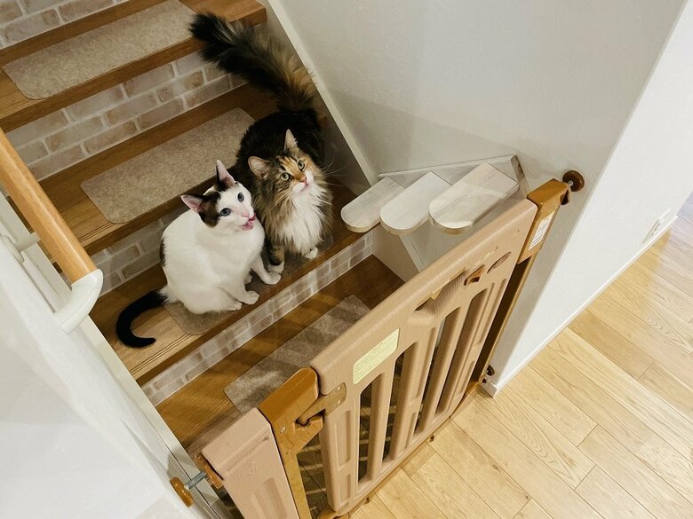 階段があるのにドア開け待ち中の2匹（提供：つくね＆ひまりさん）