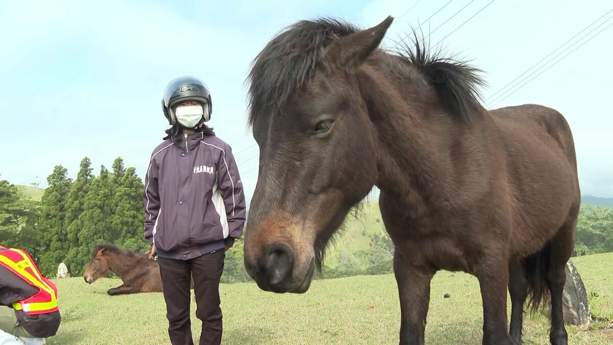 御崎馬 のために関東から移住 監視員になった女性 野生馬本来の姿に 感動 日々感じる幸せと命の尊さ 宮崎発 Fnnプライムオンライン
