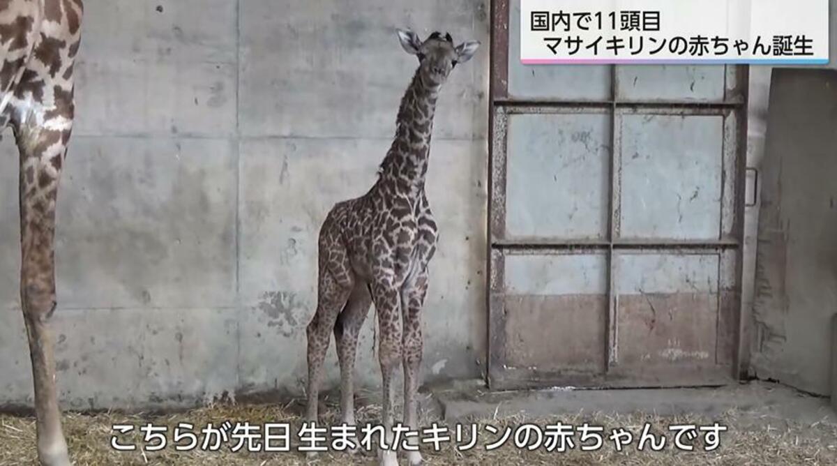 国内11頭目 希少なマサイキリンの赤ちゃん誕生 「小さい時のキリンを見