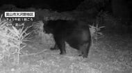 富山市大沢野地区で成獣のクマ1頭が出没、AIカメラが撮影 「猛獣の巣というか…」