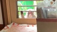 【独自取材】“狂暴サル” 網戸開け家に侵入…赤ちゃんの足をひ…