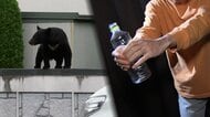 過去最悪12人死亡“熊災害”警察官がライフル銃で駆除へ クマ対策に「空のペットボトル」自然界にない「ペコペコ音」で撃退か