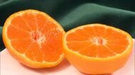 「口の中でなくなる食感」「ジューシーで柔らか」ハウスみかん初競り　最高値は過去タイの8000円