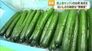 「暑い夏にはキュウリ！」“寒暖差”でパリッとみずみずしい最上産キュウリ収穫始まる　山形・鮭川村