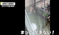 「左手のないサル」今度は住宅街で“ボール遊び”　相次ぐ目撃情報…専門家「山に帰りたくても帰れなくなってるかも」神奈川・綾瀬市