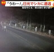 「心臓のバクバクが止まらない」日光の夜道で死角から鹿が飛び出し急ブレーキ、電話インタビュー中にも再び目の前に鹿